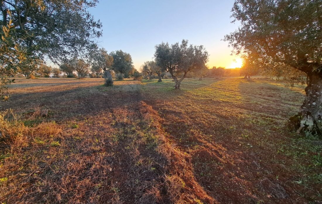 Summer, dry and sunny weather improve the oil levels and concentration inside the olives