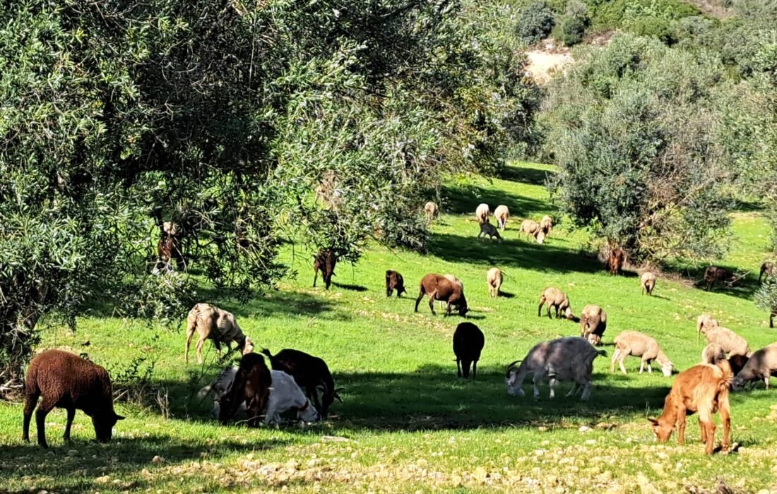 All year round, our helpers work hard against weeds so olive trees produce more and better