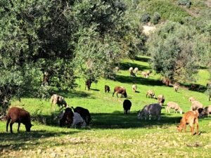 All year round, our helpers work hard against weeds so olive trees produce more and better