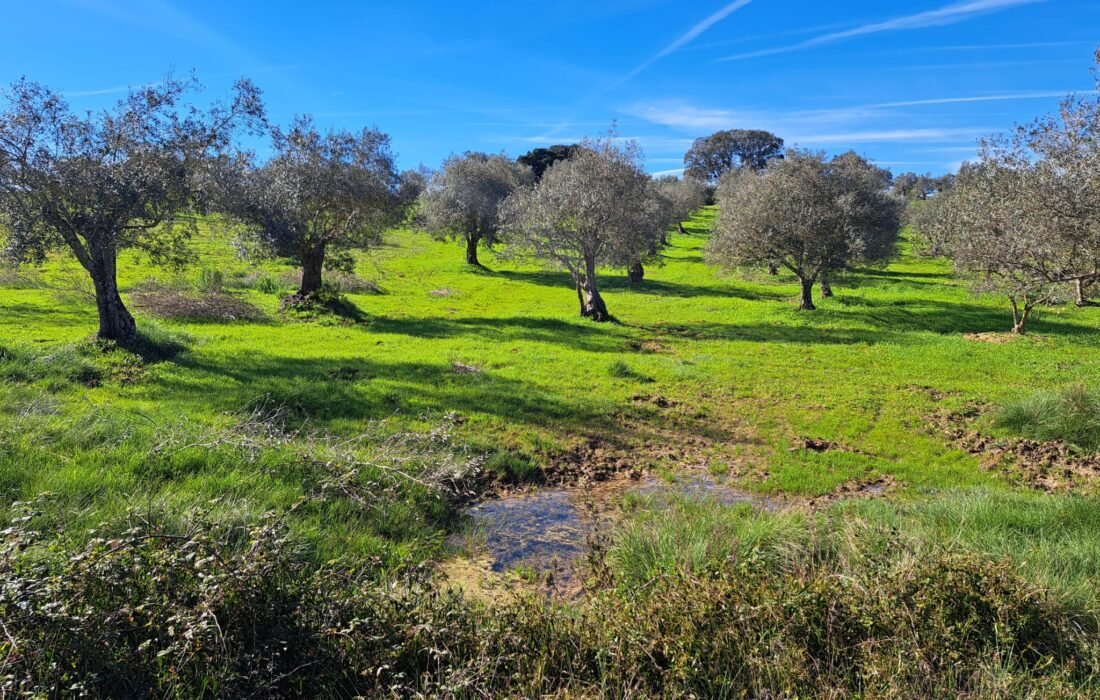 Spring: herbs, sun, soil, water: olive oils with great aroma and flavour to your table