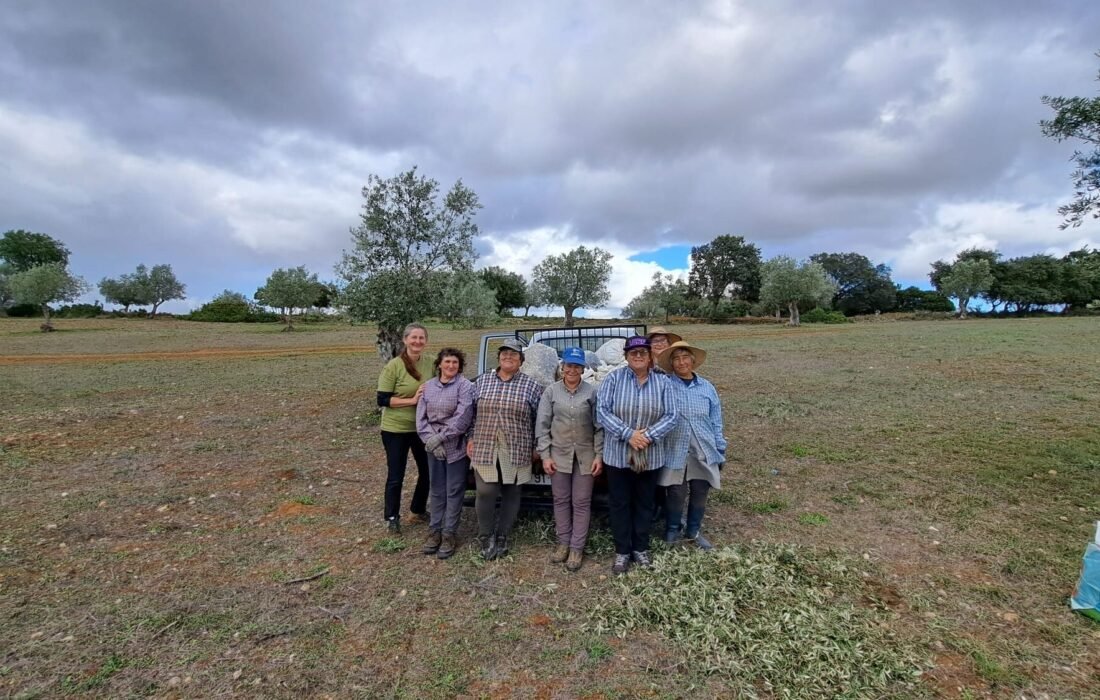 End autumn: after the olive harvest at Vale do Paiva farm