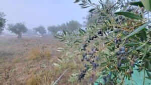 Autumn, the mist from the Atlantic Ocean blesses our terroir