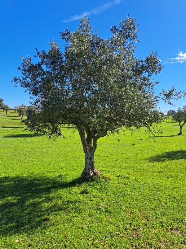 Grown-Up - Olive Tree Sponsor Subscription