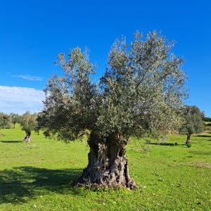 Centenarian - Olive Tree Sponsor Subscription