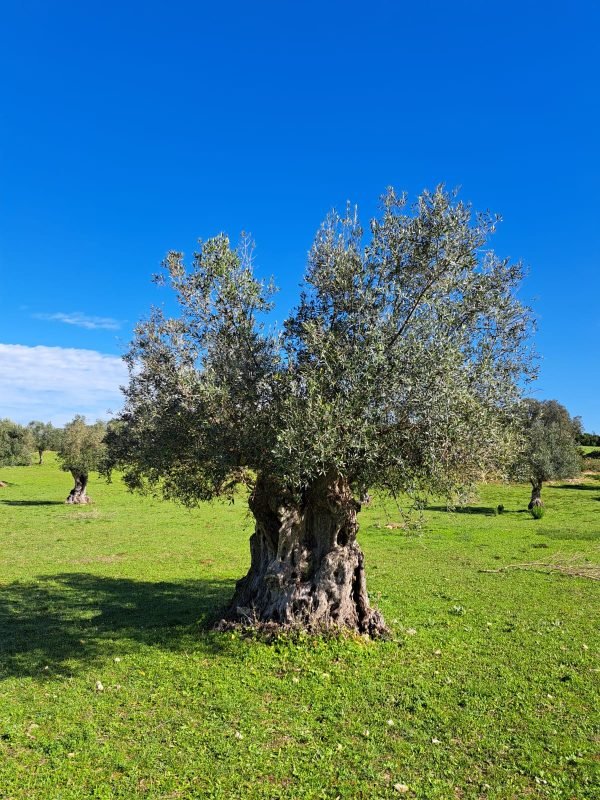 Centenarian - Olive Tree Sponsor Subscription