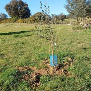 Kids - Olive Tree Sponsor Subscription
