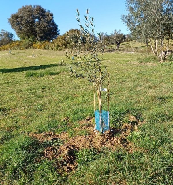 Kids - Olive Tree Sponsor Subscription