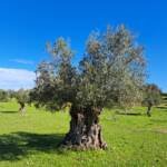 Centenarian - Olive Tree Sponsor Club Annual Member Plan