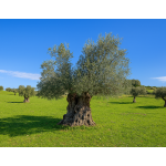 Hundertjähriger - Olive Tree Sponsor Club Jahresmitgliedschaftsplan