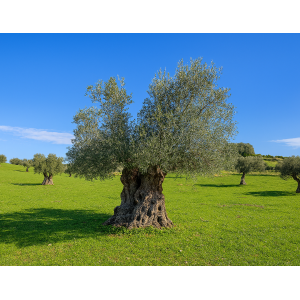 Centenarian - Formule d'adhésion annuelle du Club des parrains de l'olivier