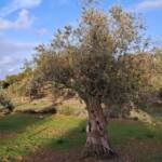 Grown-Up - Olive Tree Sponsor Club Annual Member Plan