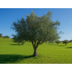 Grown-Up - Olive Tree Sponsor Club Jahresmitgliedschaftsplan