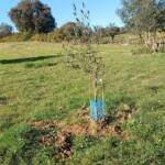 Youngster - Olive Tree Sponsor Club Annual Member Plan