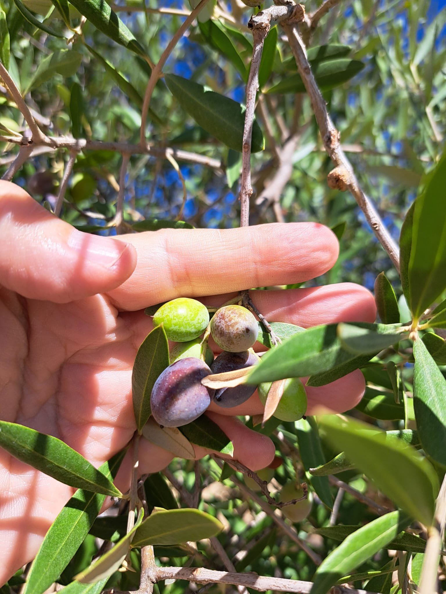 Olives-at-end-summer-almost-ready-for-harvest.
