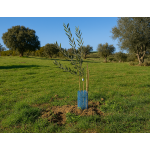 Youngster - Olive Tree Sponsor Club Jahresmitgliedschaft