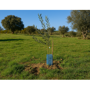 Youngster - Club des parrains de l'olivier - Formule d'adhésion annuelle